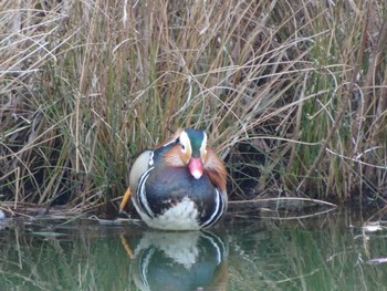 2020年12月27日(日) 薬師池公園の野鳥観察記録