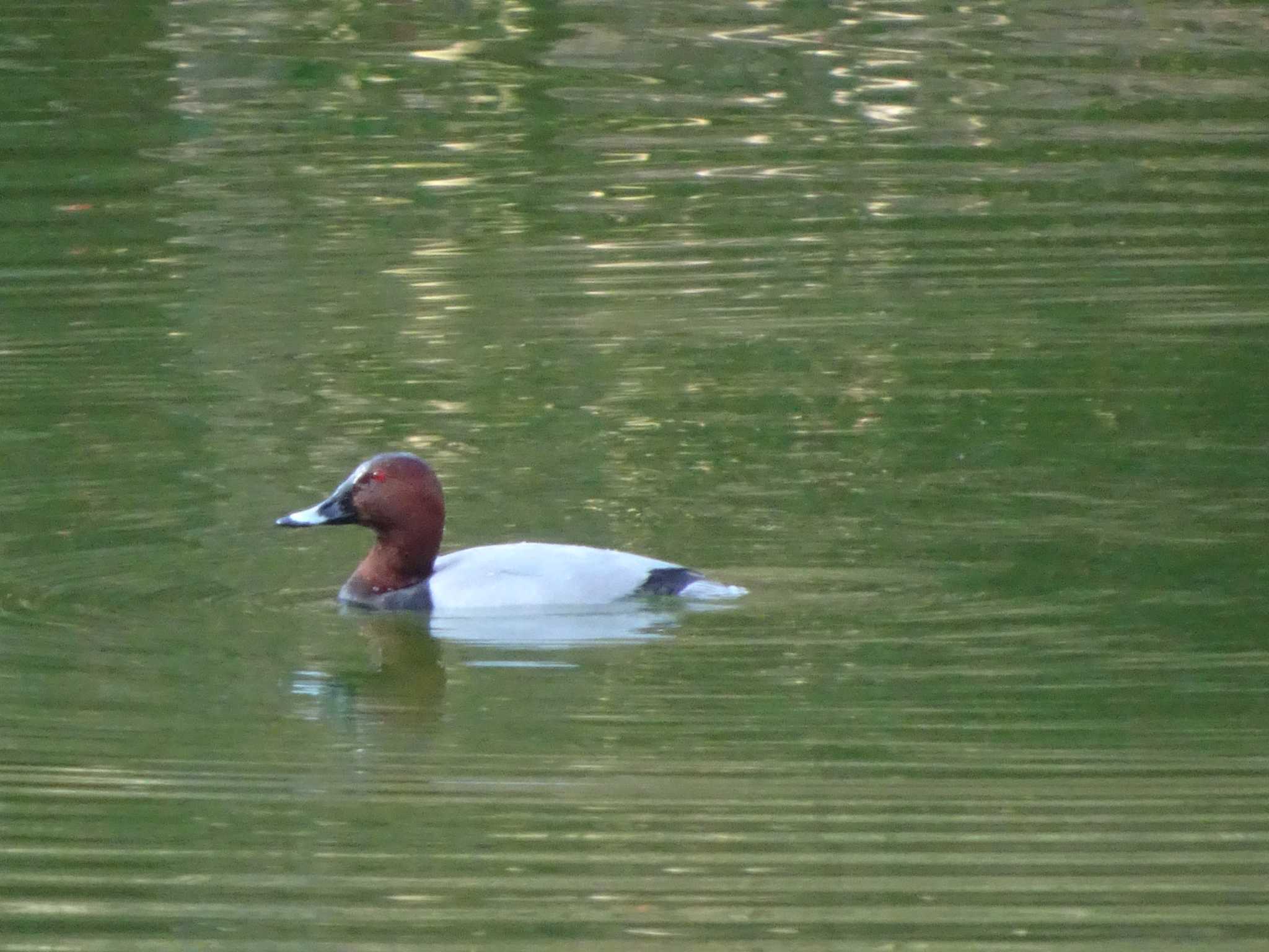 薬師池公園 ホシハジロの写真