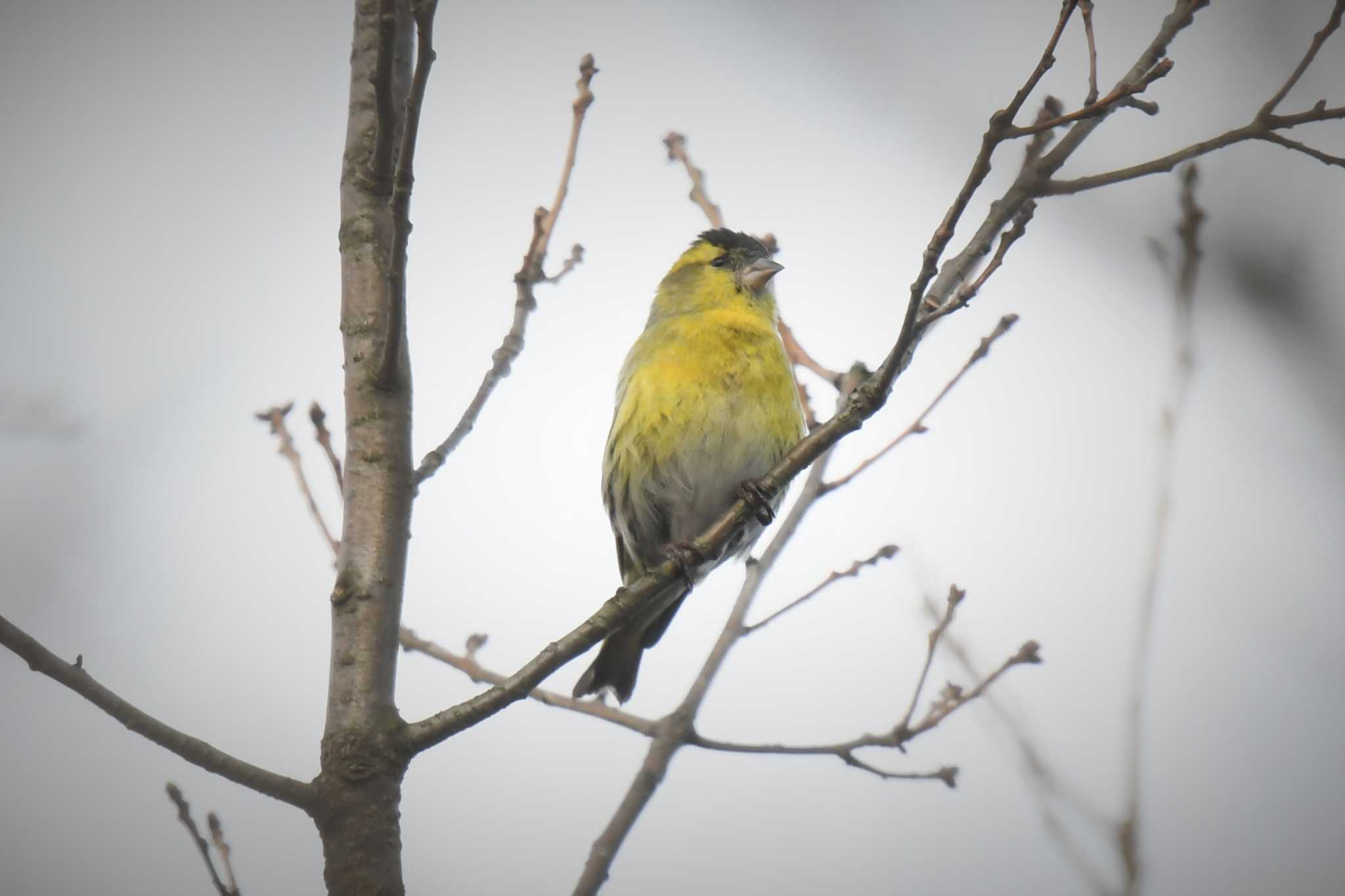 愛媛県新居浜市 滝の宮公園 マヒワの写真