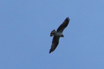 ミサゴ 沖縄県国頭郡本部町 2016年11月14日(月)