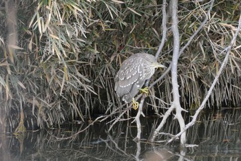 ゴイサギ 赤羽自然観察公園 2020年12月27日(日)