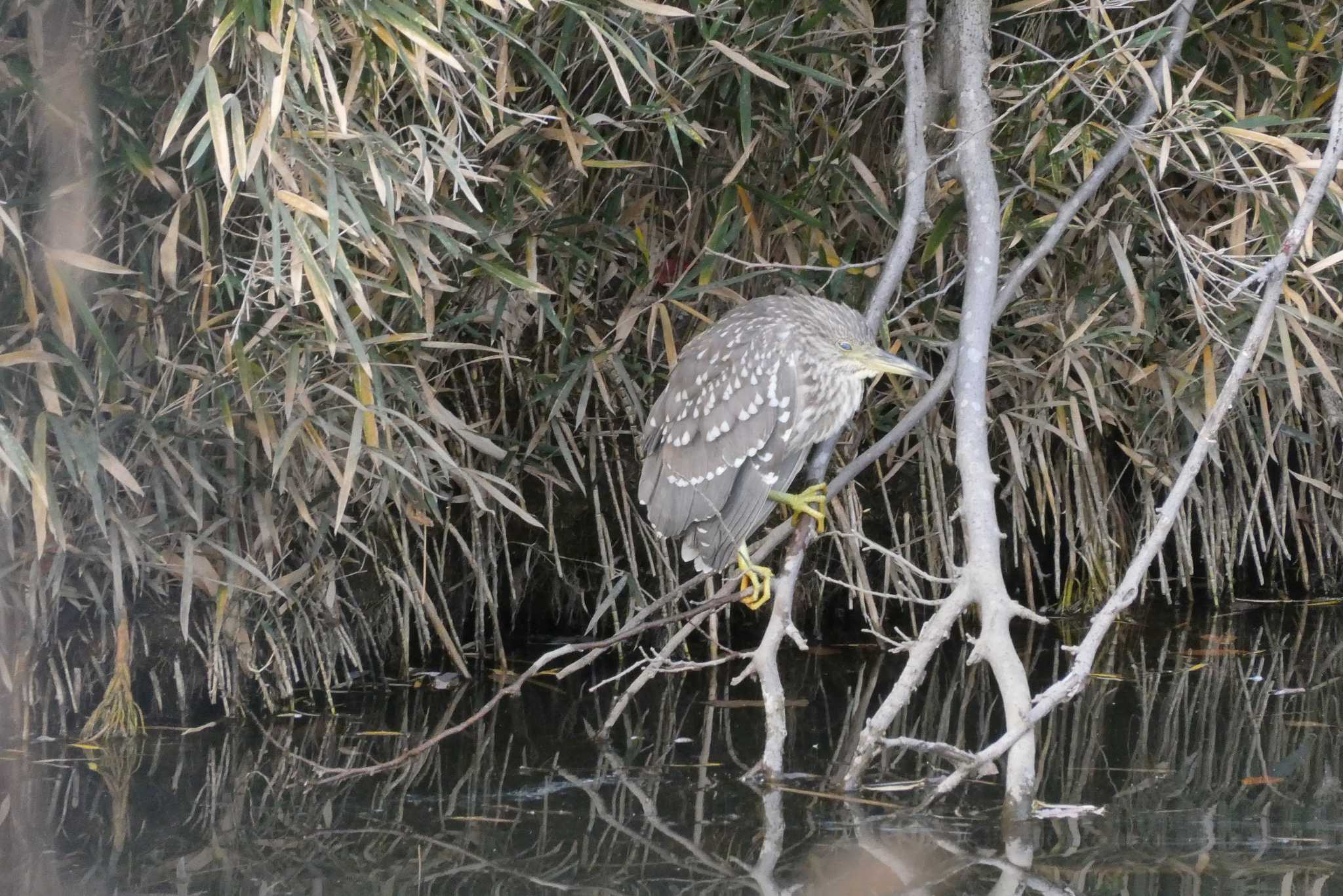 赤羽自然観察公園 ゴイサギの写真