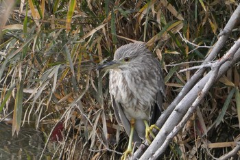 2020年12月27日(日) 赤羽自然観察公園の野鳥観察記録