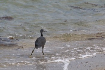 Pacific Reef Heron 沖縄県うるま市 Tue, 11/15/2016