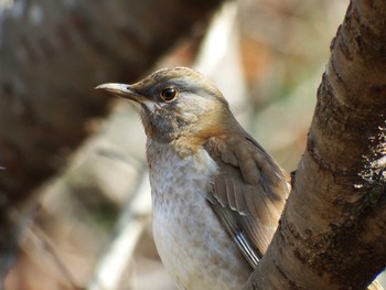 2020年12月27日(日) 21世紀の森と広場(千葉県松戸市)の野鳥観察記録