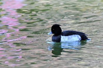 キンクロハジロ 薬師池公園 2020年12月27日(日)