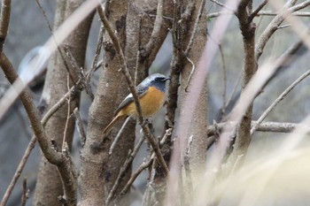 Daurian Redstart Koyama Dam Sun, 12/27/2020