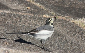 White Wagtail 勅使池(豊明市) Sun, 11/13/2016