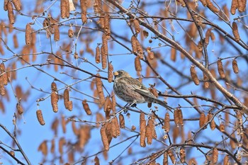 Asian Rosy Finch Makomanai Park Sun, 12/27/2020