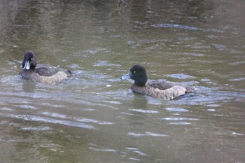 Tufted Duck Koyama Dam Sun, 12/27/2020