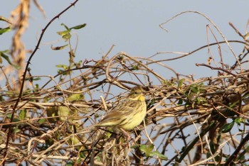 Masked Bunting Koyama Dam Sun, 12/27/2020