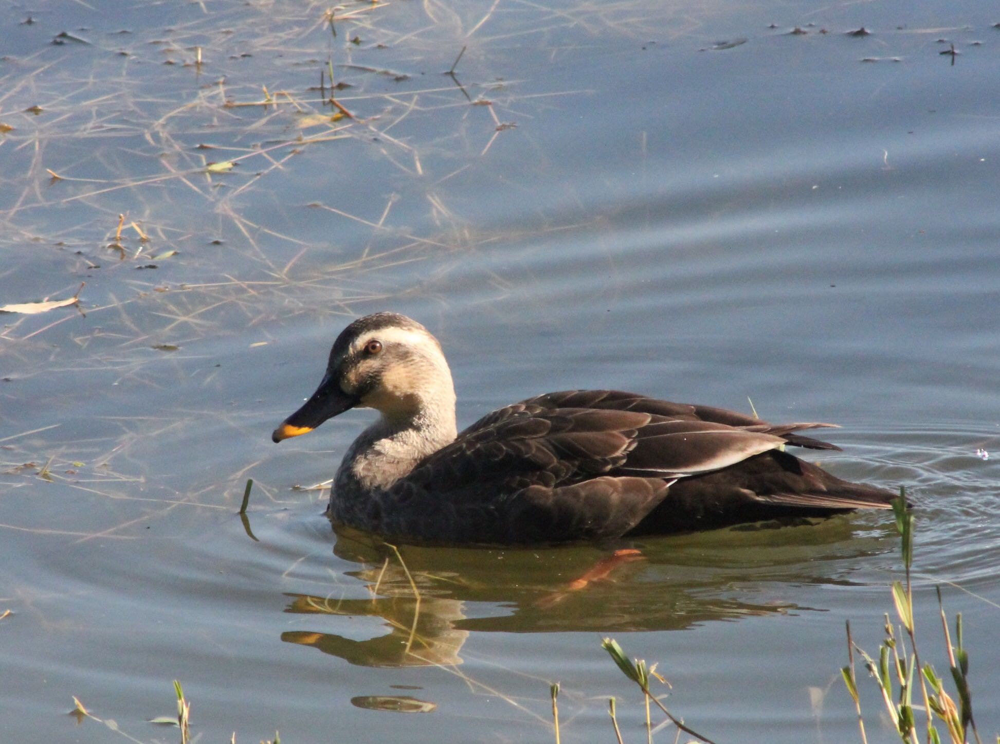 Photo of Eastern Spot-billed Duck at 勅使池(豊明市) by 超鳥好気