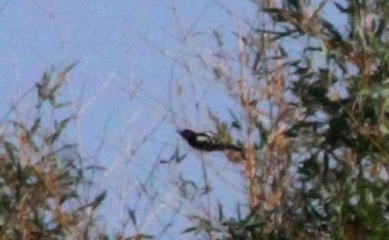 Great Spotted Woodpecker 勅使池(豊明市) Sun, 11/13/2016