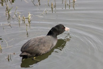 Eurasian Coot 勅使池(豊明市) Sun, 11/13/2016