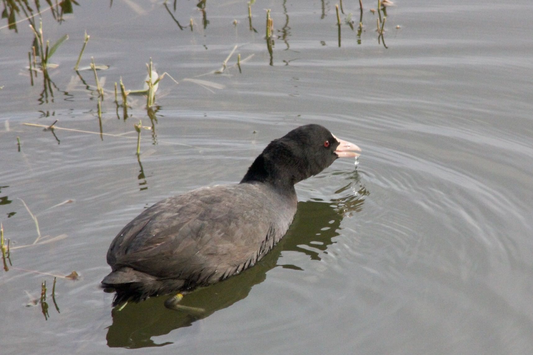 Photo of Eurasian Coot at 勅使池(豊明市) by 超鳥好気