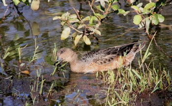 Eurasian Wigeon 勅使池(豊明市) Sun, 11/13/2016