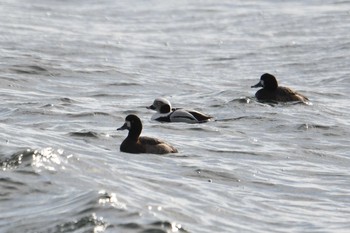 2020年12月19日(土) 千葉県の野鳥観察記録