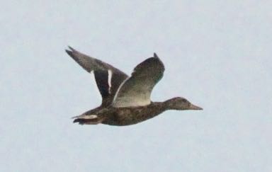 Photo of Mallard at 勅使池(豊明市) by 超鳥好気