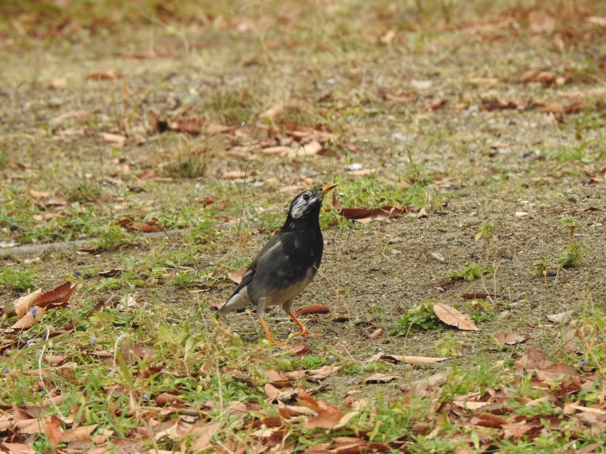 天神中央公園 ムクドリの写真 by Sota Kurashige