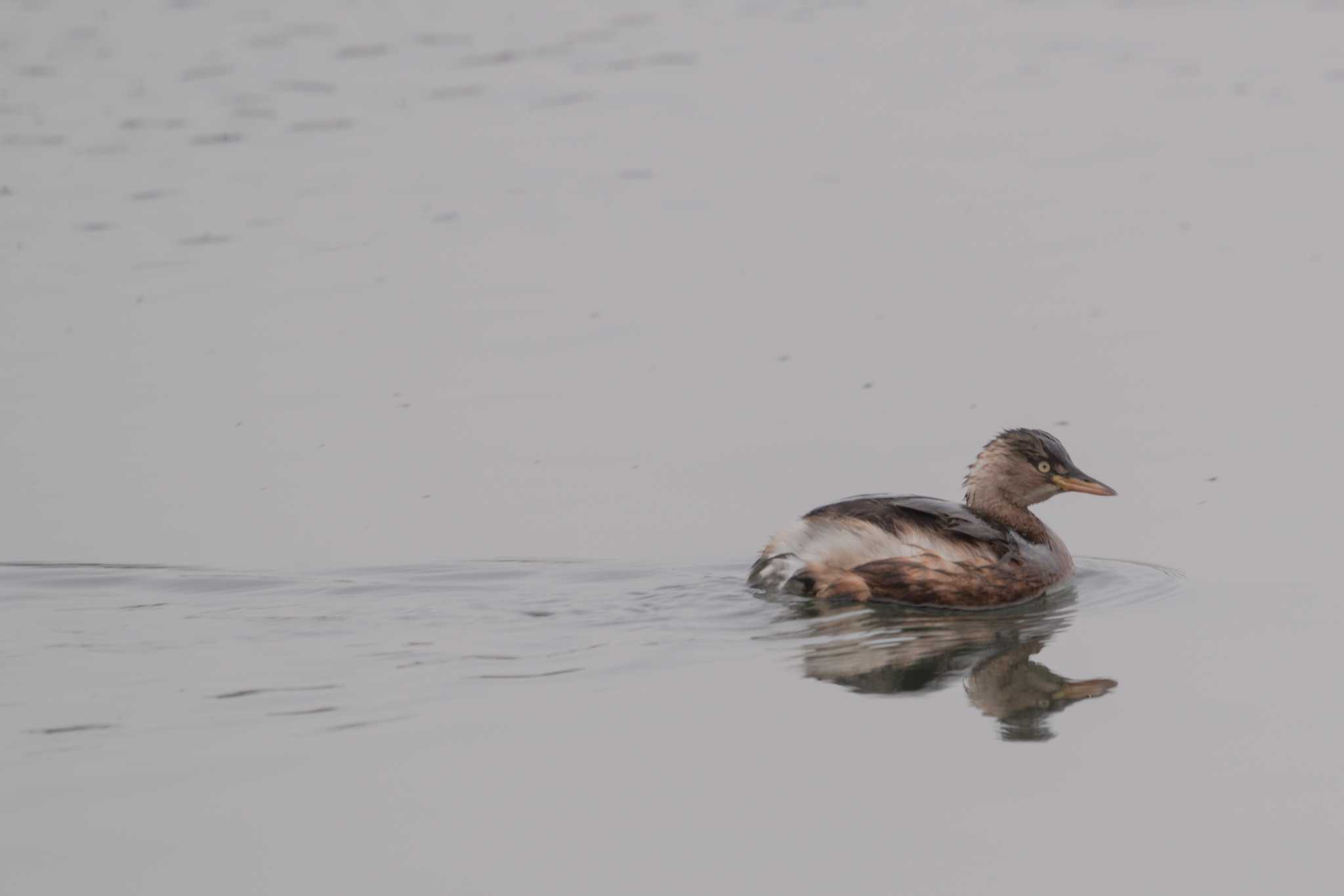 Photo of Little Grebe at 松ノ木内湖 by C君