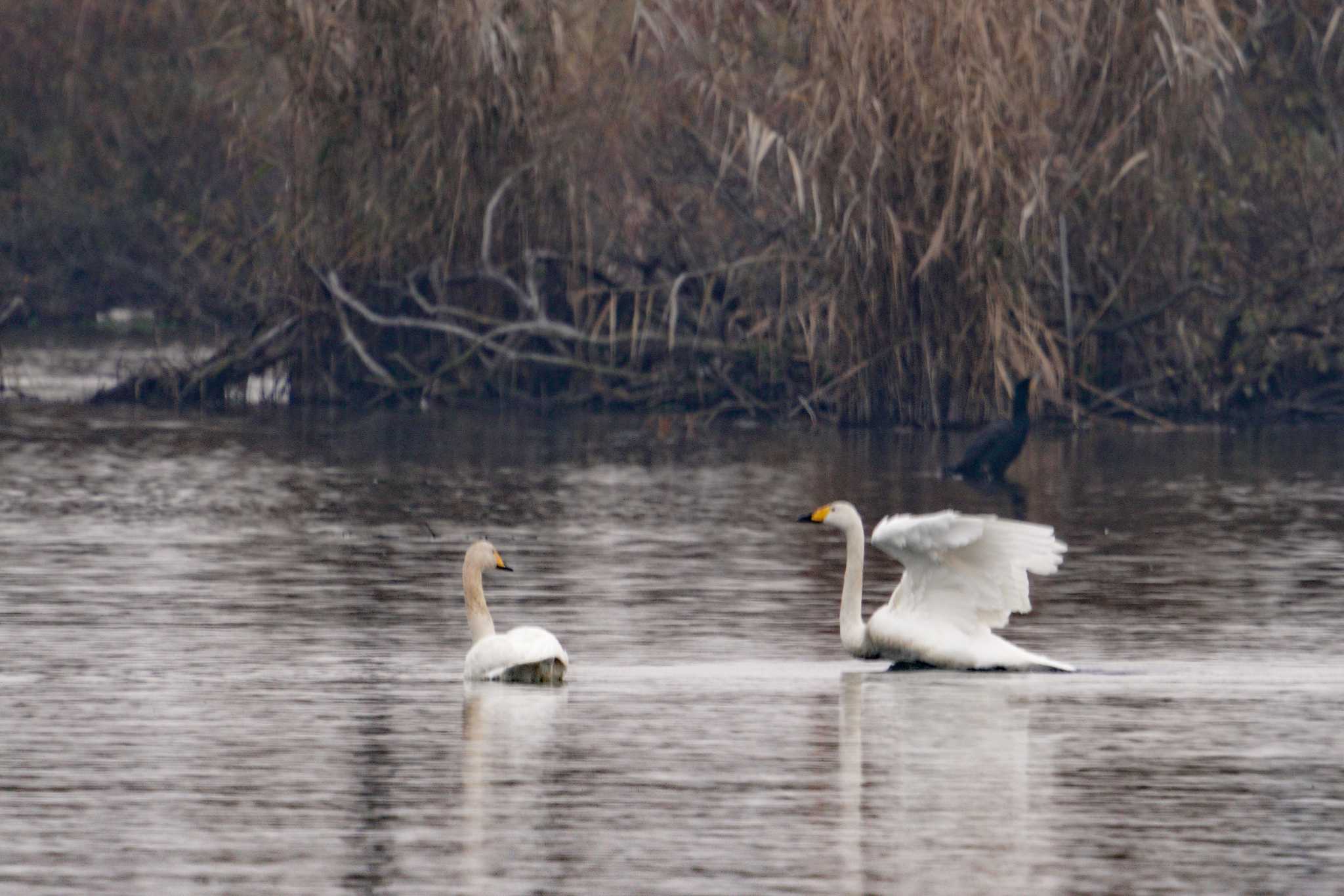 Photo of Tundra Swan at 松ノ木内湖 by C君