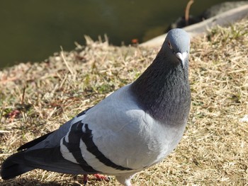 カワラバト 縮景園 2020年12月21日(月)