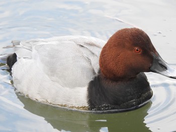 ヒドリガモ 縮景園 2020年12月21日(月)