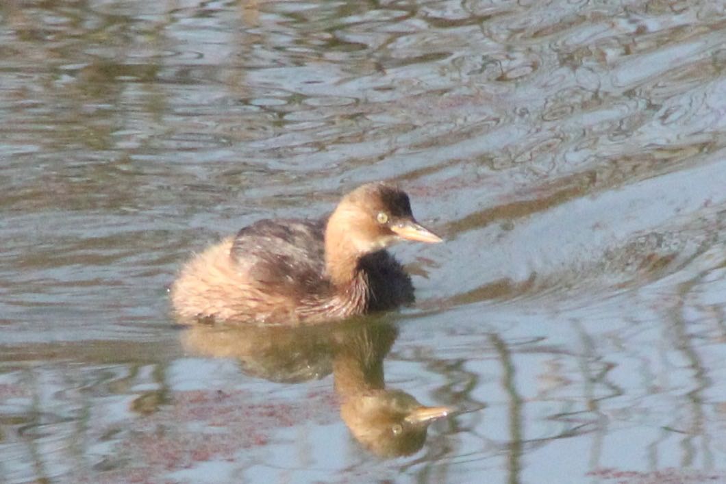 Little Grebe