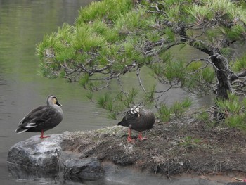 カルガモ 縮景園 2020年12月21日(月)