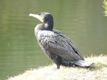 カワウ 縮景園 2020年12月21日(月)