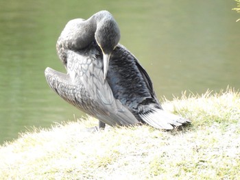 カワウ 縮景園 2020年12月21日(月)