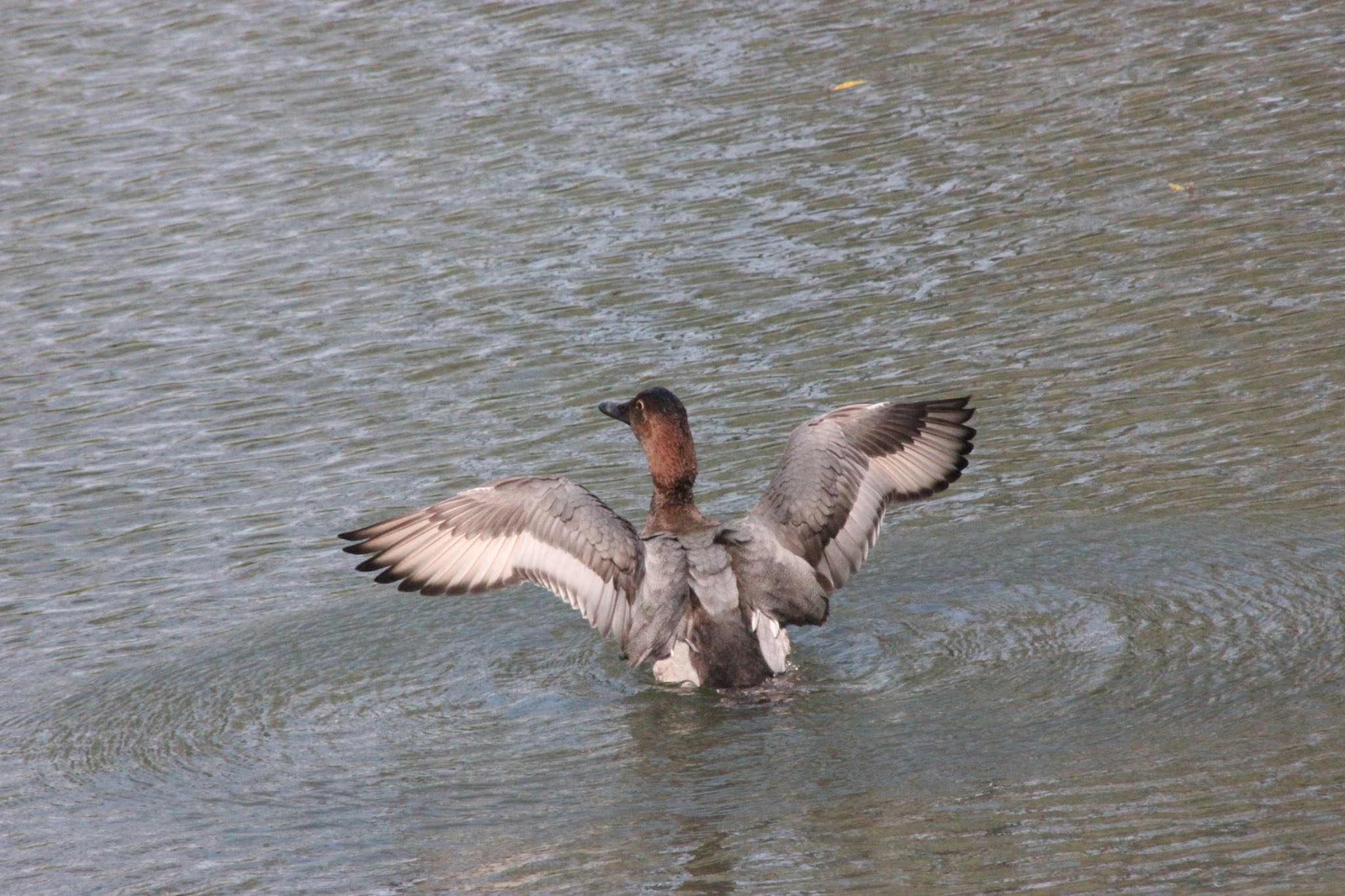 Photo of Common Pochard at 平和公園 by 超鳥好気