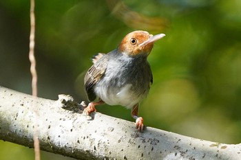 Ashy Tailorbird Jurong Lake Gardens Sun, 12/27/2020