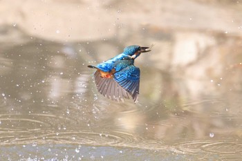 Common Kingfisher Osaka castle park Sun, 12/27/2020