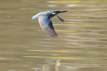 Common Kingfisher Osaka castle park Sun, 12/27/2020