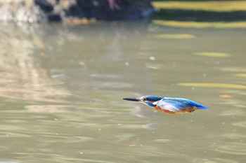 カワセミ 大阪城公園 2020年12月27日(日)