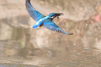 Common Kingfisher Osaka castle park Sun, 12/27/2020