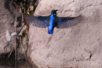 Common Kingfisher Osaka castle park Sun, 12/27/2020