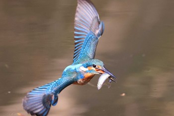 Common Kingfisher Osaka castle park Sun, 12/27/2020