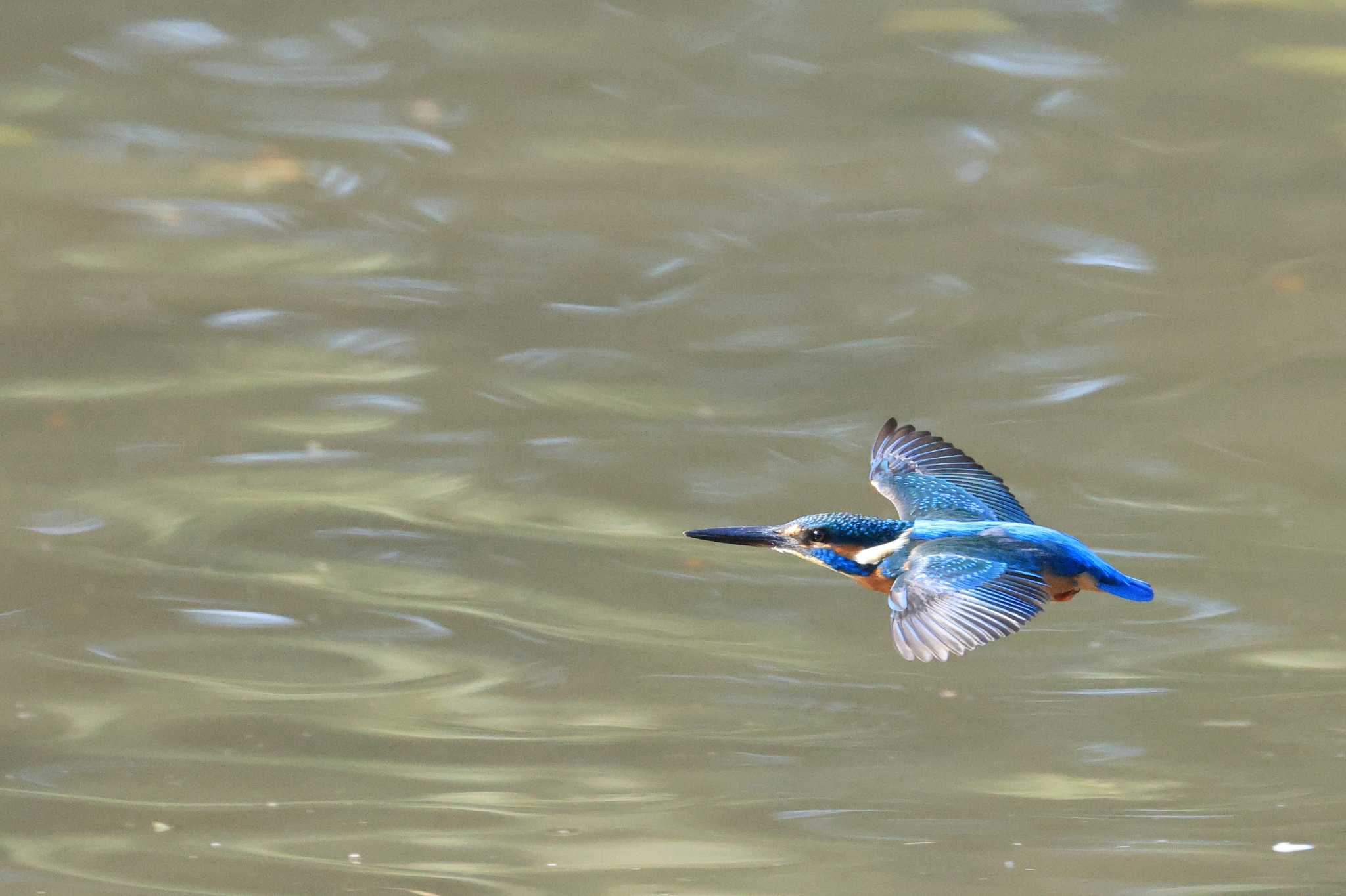 Photo of Common Kingfisher at Osaka castle park by 明石のおやじ