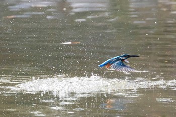 Common Kingfisher Osaka castle park Sun, 12/27/2020