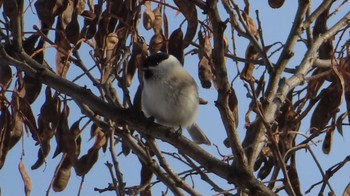 Marsh Tit Asahiyama Memorial Park Sun, 12/27/2020