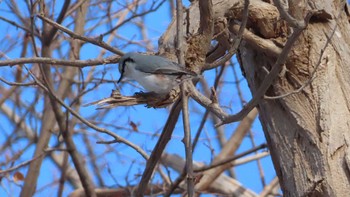 Eurasian Nuthatch Asahiyama Memorial Park Sun, 12/27/2020