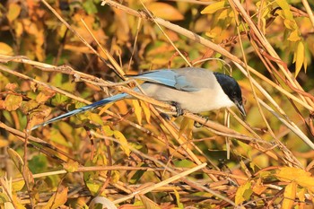 Azure-winged Magpie Mizumoto Park Mon, 12/7/2020