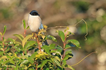 Azure-winged Magpie Mizumoto Park Mon, 12/7/2020