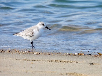 2020年12月27日(日) 安濃川河口の野鳥観察記録