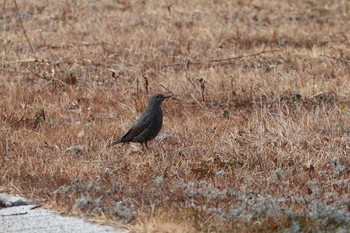 Blue Rock Thrush 福島県 Sun, 12/27/2020