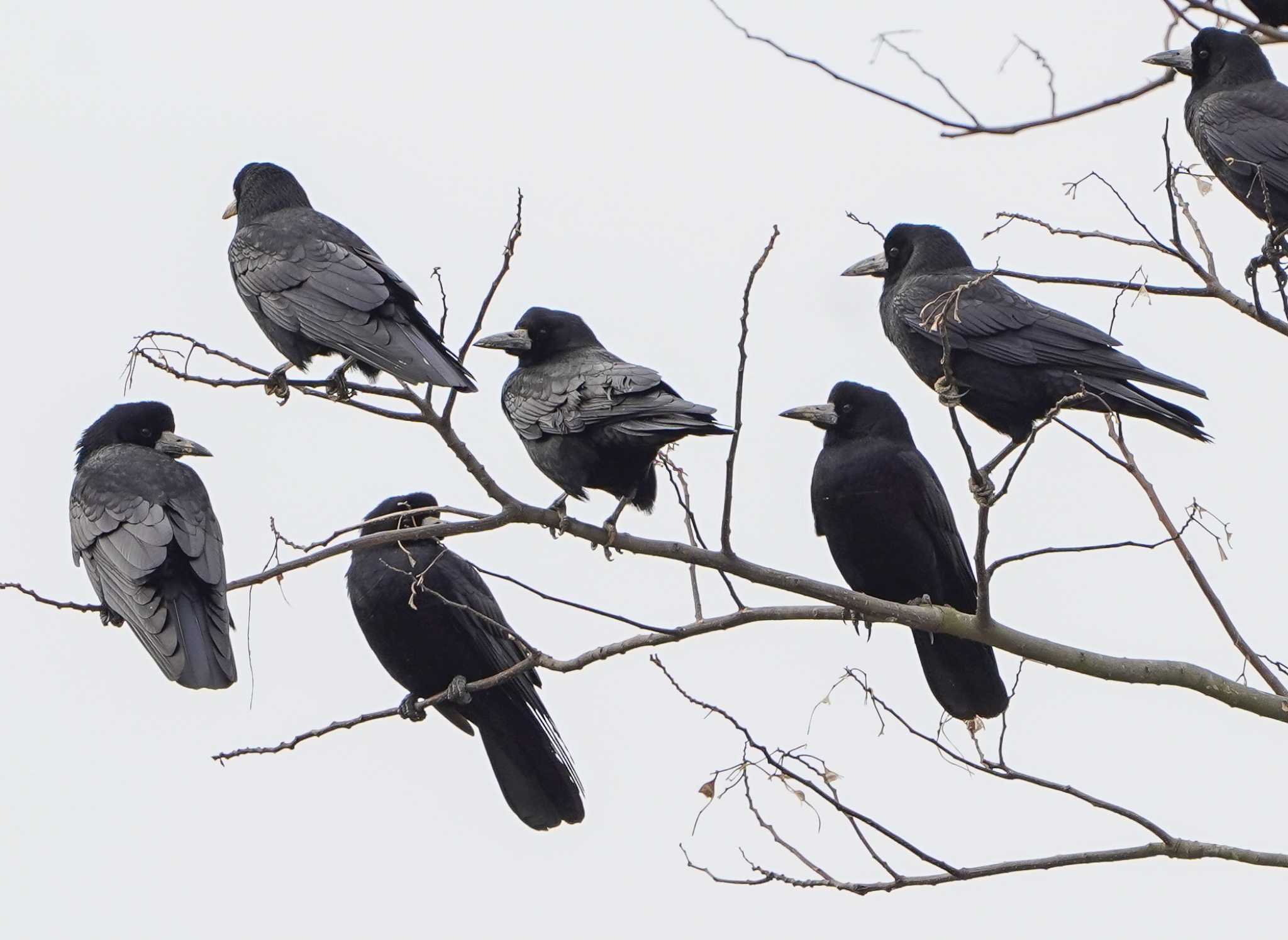 Photo of Rook at 河北潟 by 倶利伽羅