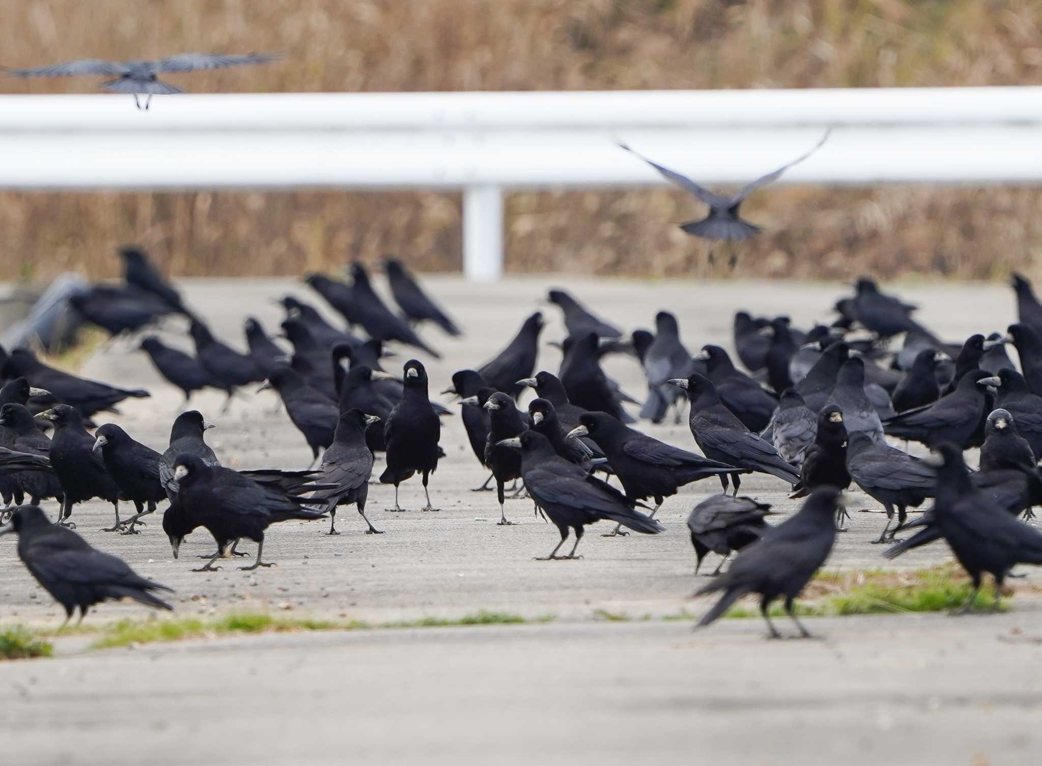 Photo of Rook at 河北潟 by 倶利伽羅