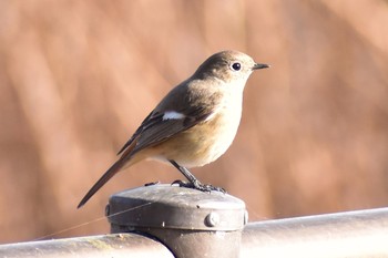 2020年12月27日(日) 渡良瀬遊水地の野鳥観察記録
